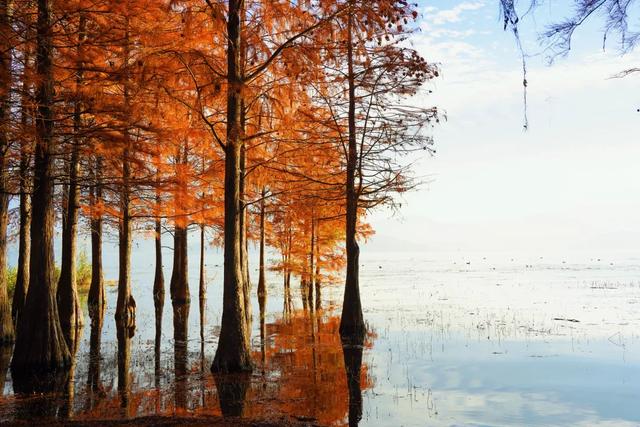 在大理，这个落叶像雪的季节