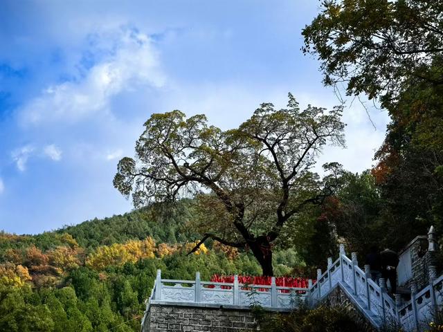 秋访捎近：一树龙吟火满山