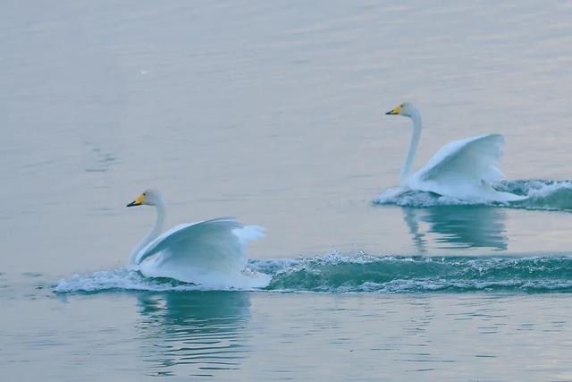 河南三门峡：天鹅湖晨曲