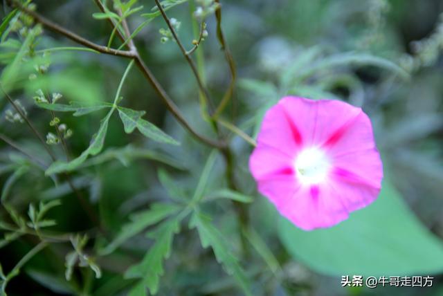延庆应梦寺（五）：山巅极目收千嶂，林海听风涤尘心