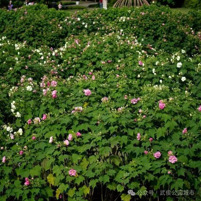天府芙蓉园花开烂漫，邀请你来一场和秋天的浪漫约会