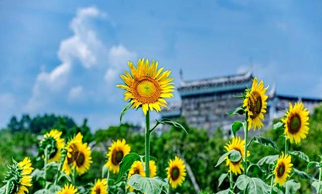 心理学发现一个很残酷真相：父母不管或少管孩子，孩子会更好