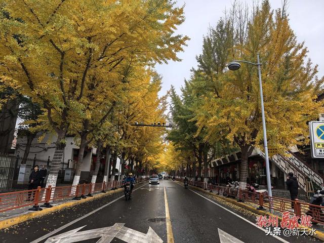 “银”客天下 “杏”福秦州 秦州区：“黄金大道”即将开启 诚邀共赴“浪漫之约”