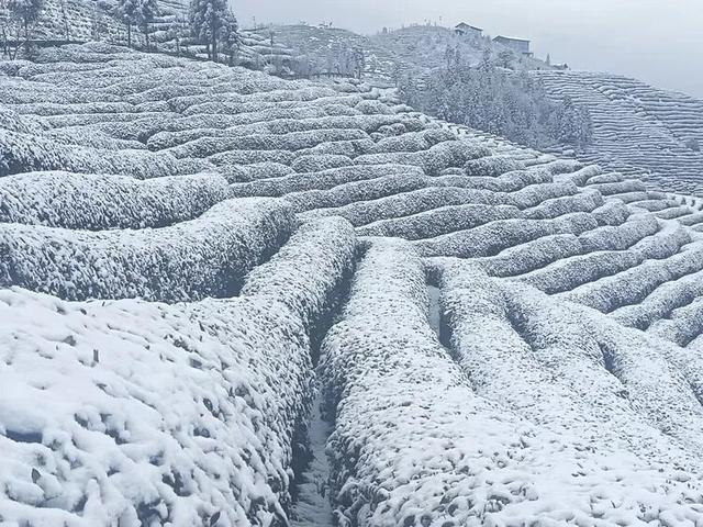 初雪落汉中，万亩茶园美成画！
