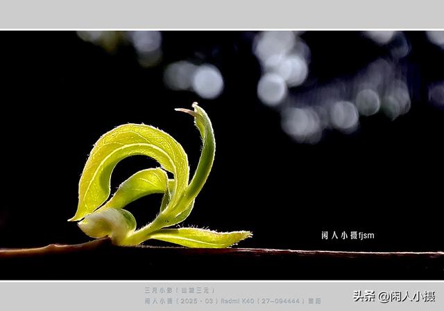 聊手机摄影（85）手机摄影用光入门须掌握，极具表现力的逆光摄影