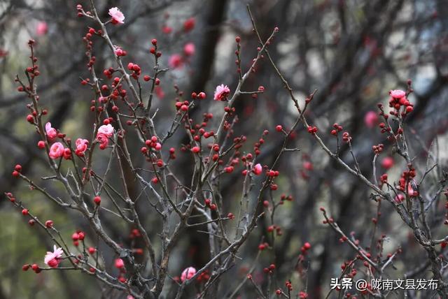 冬日“梅”景，真美！