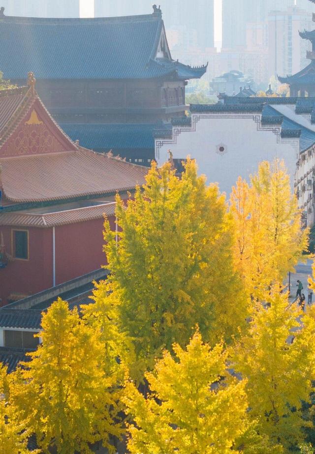 武汉546岁银杏古树换装，汉阳瞬间变秋日梦境 这条线路值得走一遭