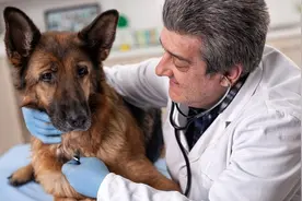 爱犬便软困扰你？快来看看这篇文章！图片