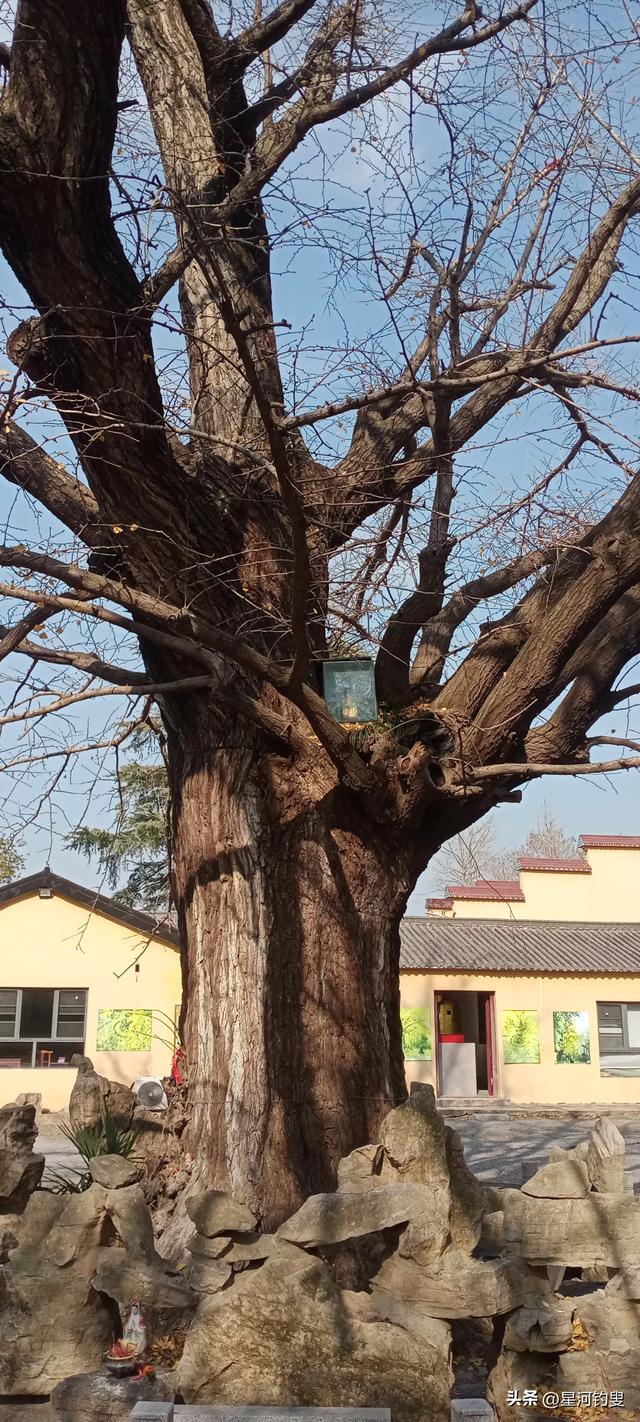 古树禅风