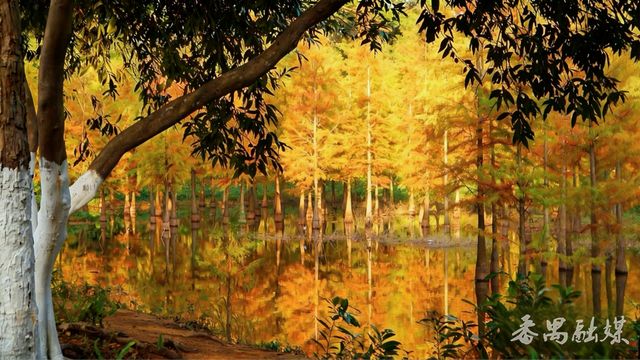 绝美！大夫山落羽杉林霸屏朋友圈