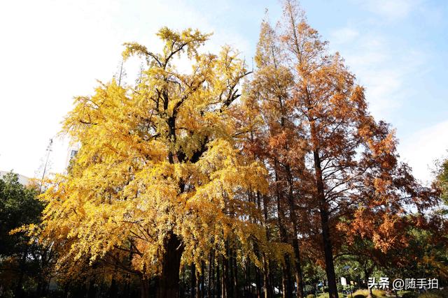 又是一年银杏璀璨时,上海闵行一棵300余年古银杏树进入醉美时刻