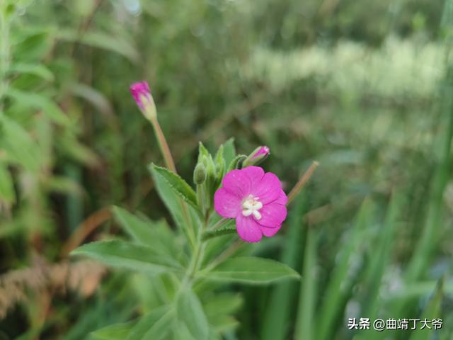 曲靖免费游玩的水乡，去了你才知道有多美