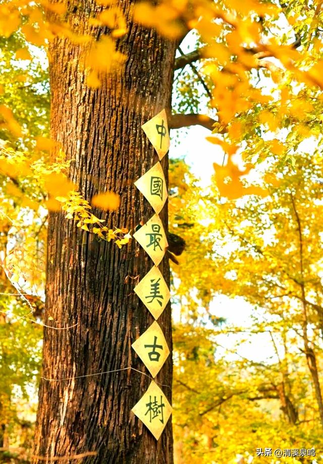 银杏染秋——九峰的金色童话