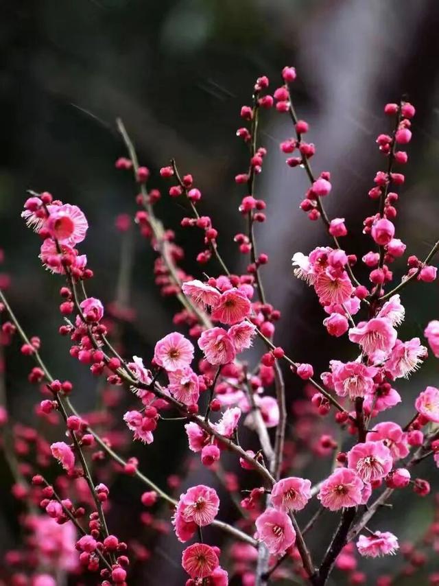 赏花 │ 去贵州农博园开启一场“寻梅之旅”！