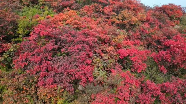 珏山盛景如画,来赴一场秋日红叶之约