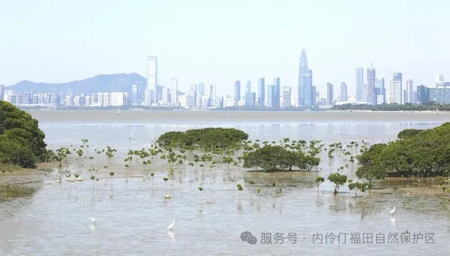 最后1天！体验黑科技“飞”红树林，还能逛烟火市集……