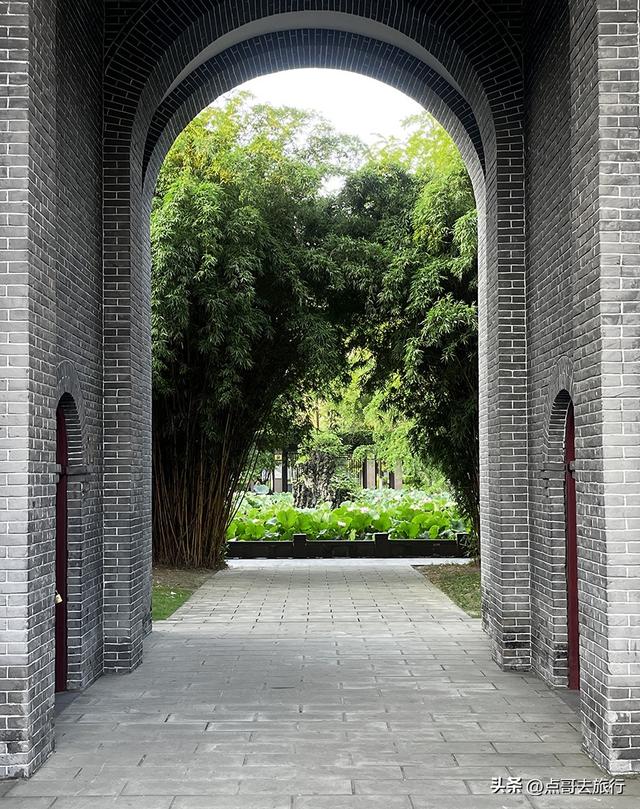 成都第二波荷花开了，环境清凉，比第一波更震撼人心，不要门票！