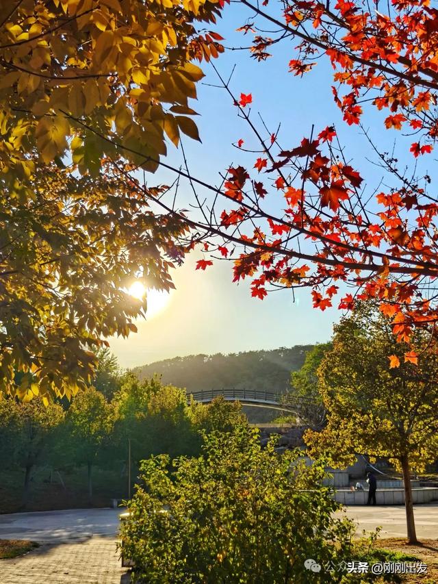 公交直达,大连这个免费公园枫叶正当时,赏秋好地方
