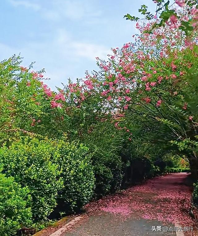 成都温江最美紫薇花大道，壮观色彩斑斓，不要门票，地铁公交直达