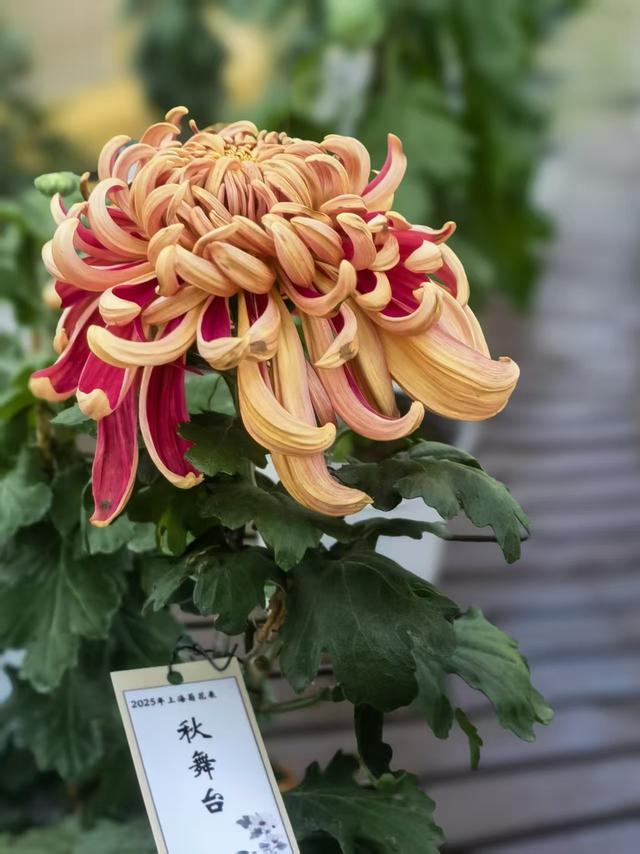 11月30日:2025年上海菊花展华丽登场