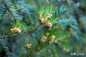 中药界第一的“抗癌”植物，提取物1克2000美元，35年前差点灭绝图片