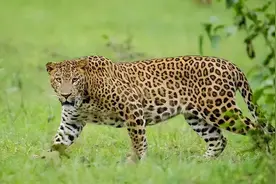 现存6种“牢底坐穿兽”， 全都是一级保护动物，看见了可别带回家图片