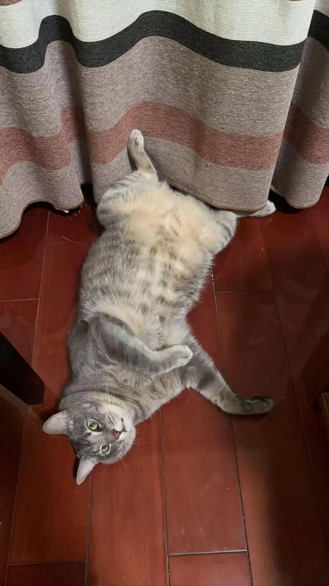笑死了！主人展示25斤布偶猫引热议，网友：我这19斤的再加加餐？
