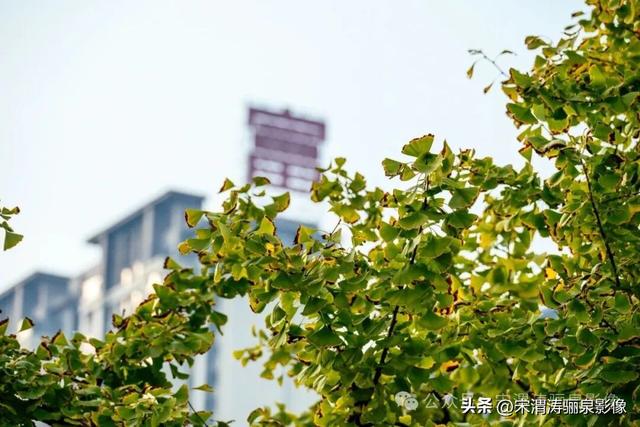 陕西渭南：天晴了 高新区时代广场秋色盎然