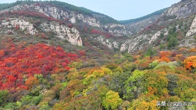 解锁「美拉德」色系！东平的秋天是懂氛围感的，朋友圈晒这些图绝对赢麻！