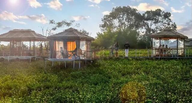 左手咖啡右手茶 茶园里“长”出咖啡店