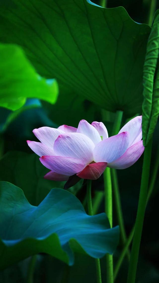 美丽西和 “荷”你有约