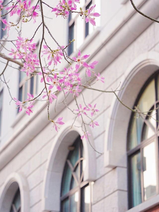 厦大，粉了🌸！粉了😍！