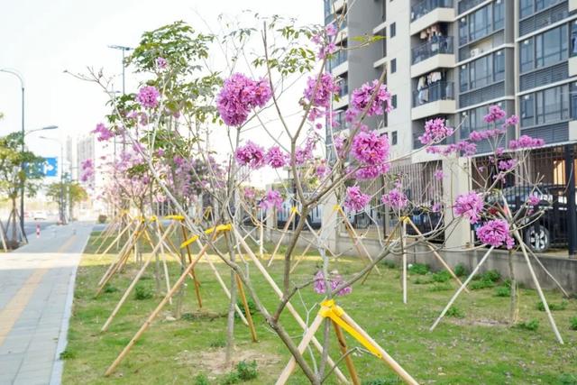 美翻！金湾「紫色花海」，开了！