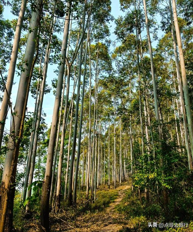 成都爬山徒步线路，全部免费，魅力不可挡，尽享山野宁静与清幽！