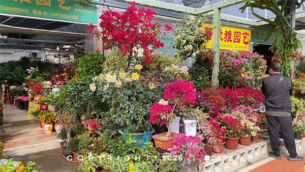 “马”上逛花街！珠海20年老花市焕新登场，新春打卡攻略速收！