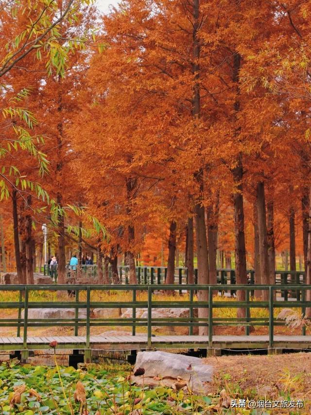 【乐游烟台】最新实拍！烟台鱼鸟河“顶级秋色”加载中