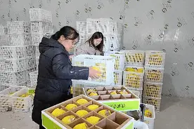 武乡县 故城镇北良村：玉露香梨掀年货热潮图片