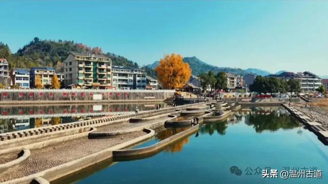 鎏金满村！温州424岁银杏王，把初冬美成了宋韵诗卷！