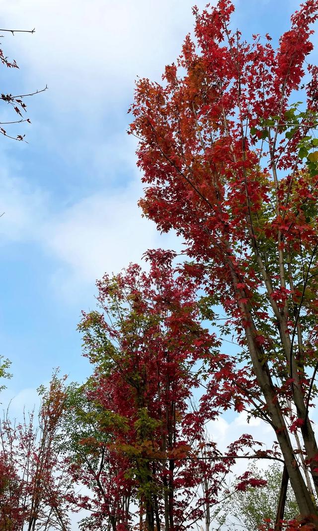 冬日“顶流”大片盛开！超级出片→