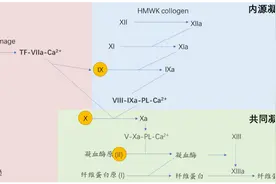 PT、APTT、TT 有什么区别？临床怎么用？图片