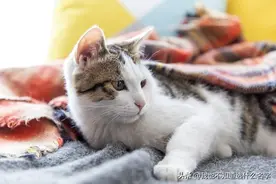 绝育不是唯一选择！这6招轻松缓解猫咪发情，后悔没早知道！图片