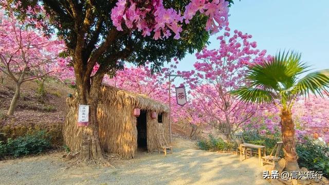 新会大泽绿美生态园太梦幻了，6000株紫花风铃开成童话花海
