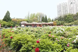 牡丹花开惹人醉图片