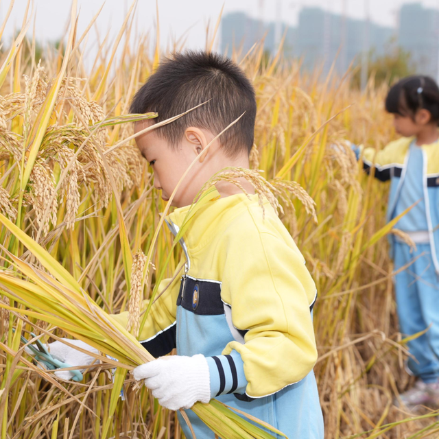 倒计时1天！来稻田CBD，觅都市桃花源