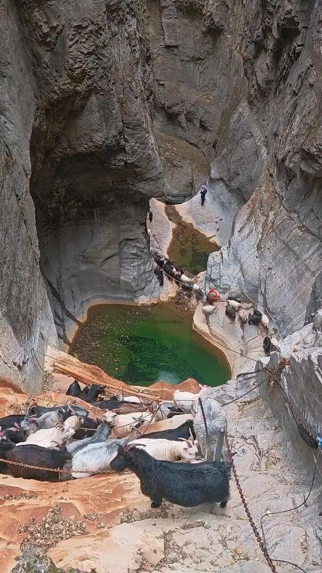 南太行“一线天”被羊群占领，山羊轻松攀登近90度峭壁，春夏秋三季经常“堵人”