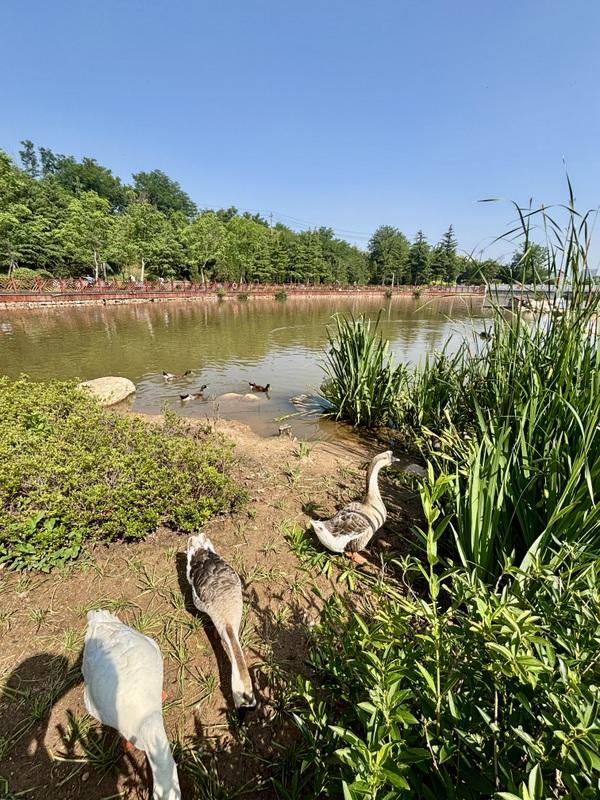 一座藏在青岛主城区内的森林氧吧