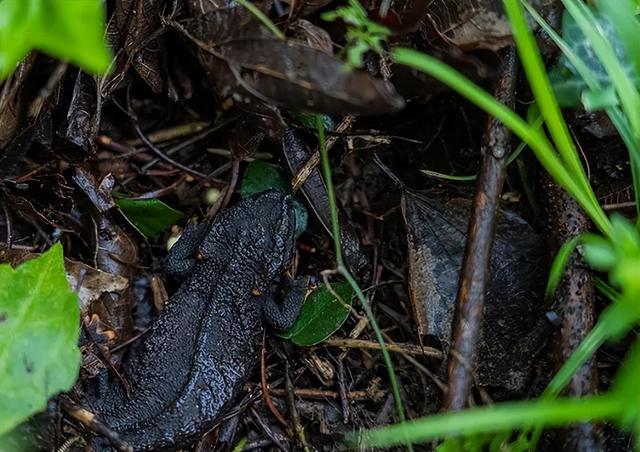 野外仅存600多只！浙江4人徒手抓26只	，价值10多万