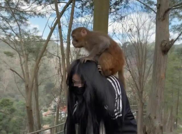 伤害1只也不行!2024年女游客徒步比赛被抓咬,十余只持续3分钟