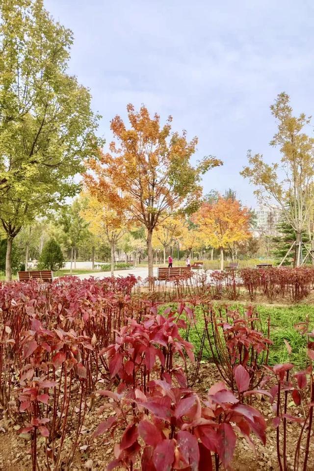 157亩绿地对外开放！丰台又添“治愈系”空间，就在——