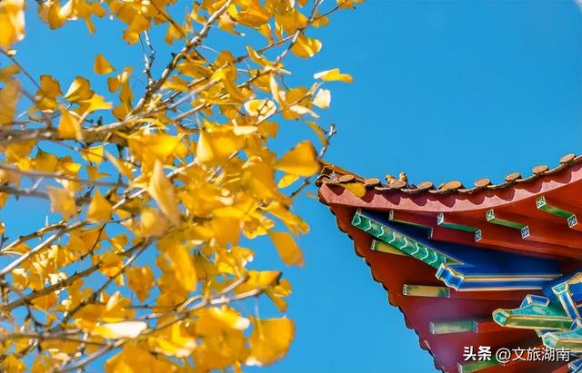 限时绝美！长沙初冬“顶流”上线